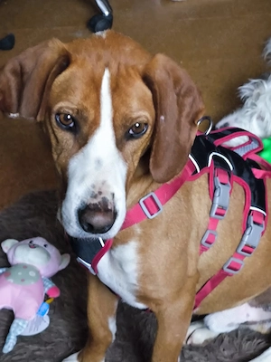 Freddy - ein aktiver und kluger Begleiter