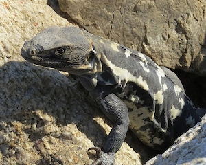 Suche Ctenosaura Pectinata 0.1