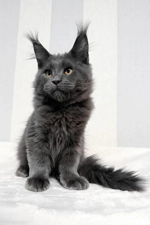 5 Wunderschöne Maine Coon Kitten   5 Monate  Voll Geimpft & Sozialisiert