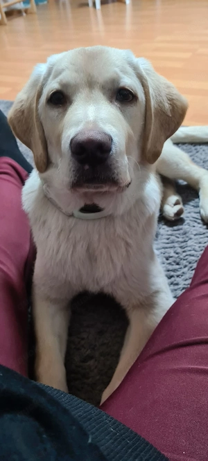 Labrador Rüde Genau lesen bitte
