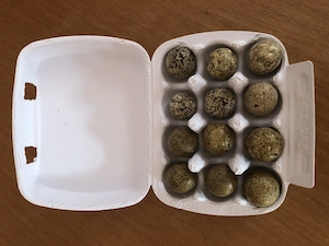 Bruteier Harlekinwachteln 