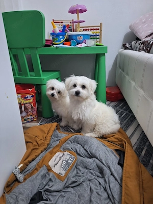   Malteser Welpen   Bella & Max suchen ein liebevolles Zuhause   