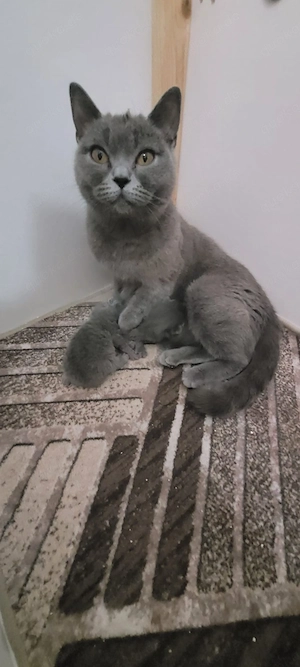 Kleines Katzenglück sucht Herzensmenschen auf Lebenszeit!   