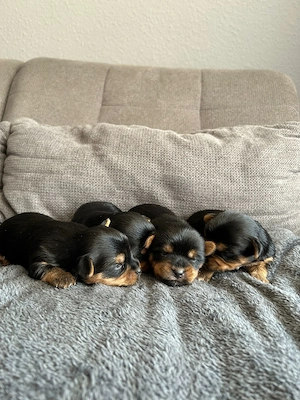 Yorkshire terrier Welpen 