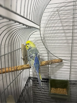 Wellensittich 5 Jahre alt zu verschenken
