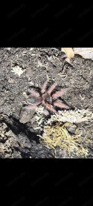 Lasiodora.Brachypelma.Harpactira.Kochiana Bild 2