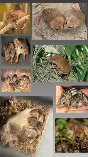 Mehrere Exotische Mäuse Arten abzugeben 