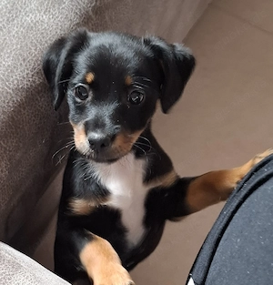 Mischling Weibchen abzugeben 