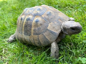 maurische Landschildkröte - Testuda graeca - 21 Jahre alt
