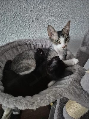 Kittenmädchen mit Mama