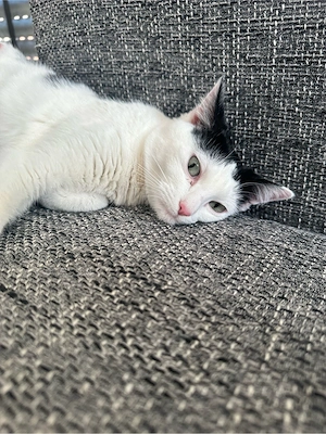 lucy sucht dringend ein zuhause 