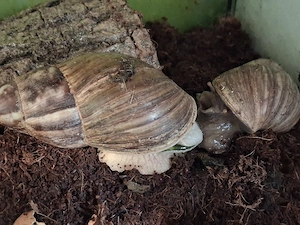 Achatschnecken Achatina Fulica white jade