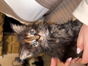 Maine Coon Kitten suchen neues Zuhause!