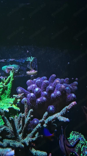 SPS Koralle Stylophora Milka 