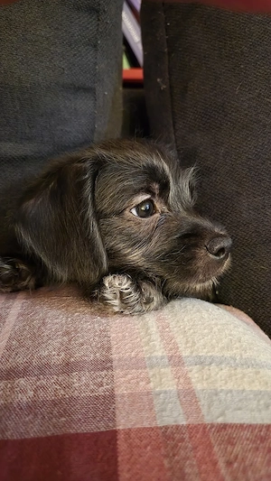 Rauhaardackel Chihuahua Welpenmädchen möchten ausziehen 