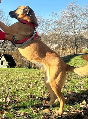 Elenoar sucht zu Hause