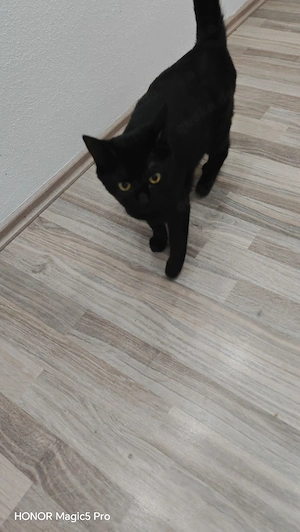 Luna schwarze Katze  Bild 2