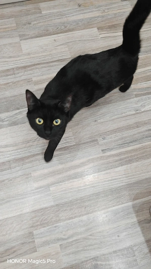 Luna schwarze Katze  Bild 3