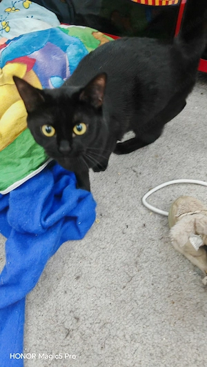 Luna schwarze Katze  Bild 4