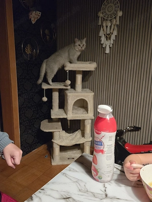 BKH Reinrassiger Deckkater Bild 8