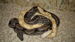 Tausche IMG Boas gegen Königspythons Piebald 