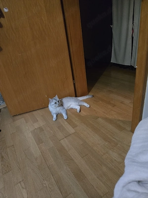 BKH Reinrassiger Deckkater Bild 2