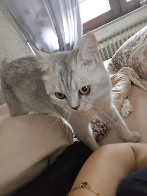 BKH Reinrassiger Deckkater Bild 7