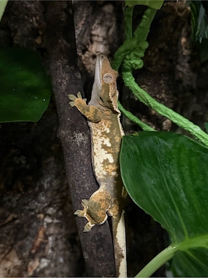 kronengecko mädel 04 25