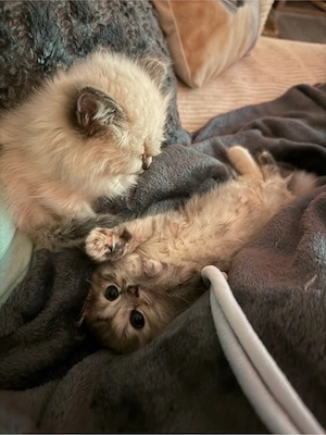 Neva Masquerade  Ragdoll Mix Kitten 