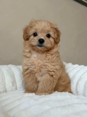 Süßer Maltipoo Welpe (4 Monate) sucht ein liebevolles Zuhause