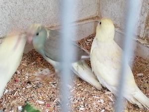 Ziegensittiche , gerade aus den Nest 