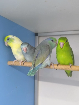 Blaugenick Sperlingspapageien 
