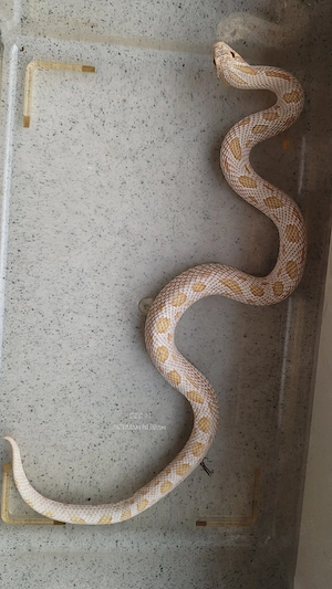 1.0 Arctic Albino Conda het Axanthic DNZ 23 Heterodon Nasicus Tausch gegen 0.1 möglich