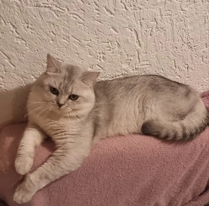 BKH Reinrassiger Deckkater