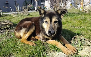 Alterswohnsitz für die sanfte Seniorin Georgina gesucht