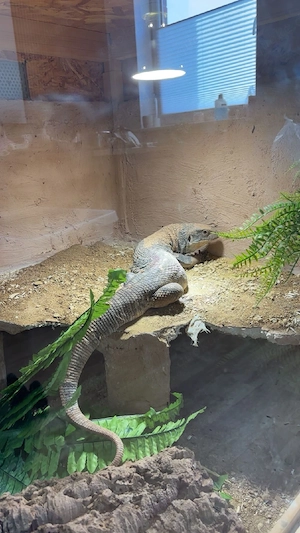 Steppenwaran mit Terrarium abzugeben