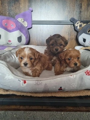 Zuckersüße maltipoo Welpen 