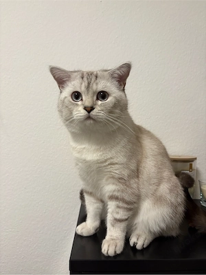 Deckkater sucht Katzendame 