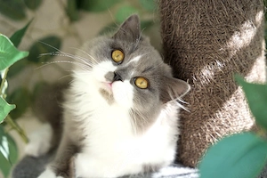 BLH Kater mit Stammbaum abgabebereit 