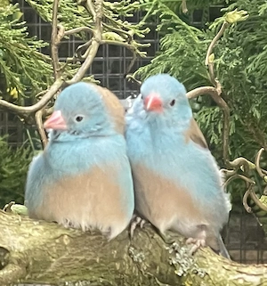 Finken zur Abgabe 2025