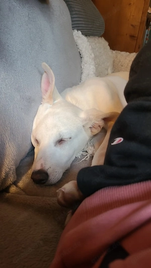 Sonnenschein Kylie sucht ihr Für-immer-Zuhause   