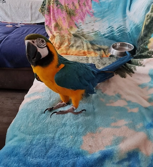 Pärchen Aras abzugeben