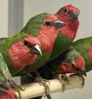 Finken zur Abgabe 3 Gesamt Abnahme Preis