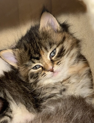 Wunderschöne Maine Coon   BKH  Mix Kitten Bild 2