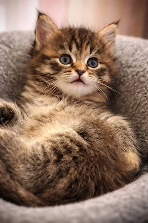 Wunderschöne Maine Coon   BKH  Mix Kitten Bild 3