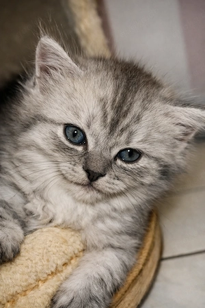 Wunderschöne Maine Coon   BLH Mix Kitten
