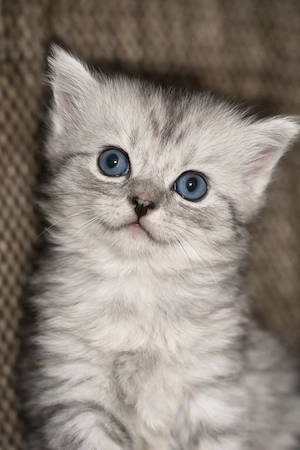 Wunderschöne Maine Coon   BKH  Mix Kitten Bild 4