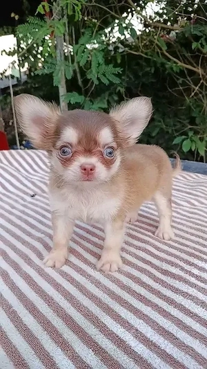  Verfügbare Chihuahua-Welpen 