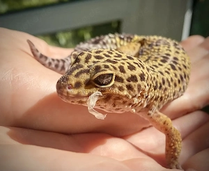 Leopardgecko Männchen gegen Schutzgebühr