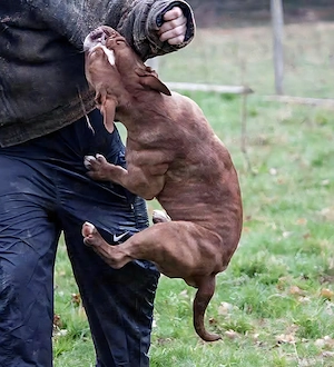 Suche Am. Bully, Alano o. Presa Canario